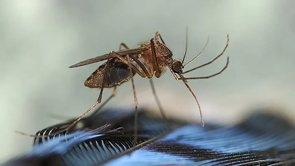 Eastern Equine Encephalitis