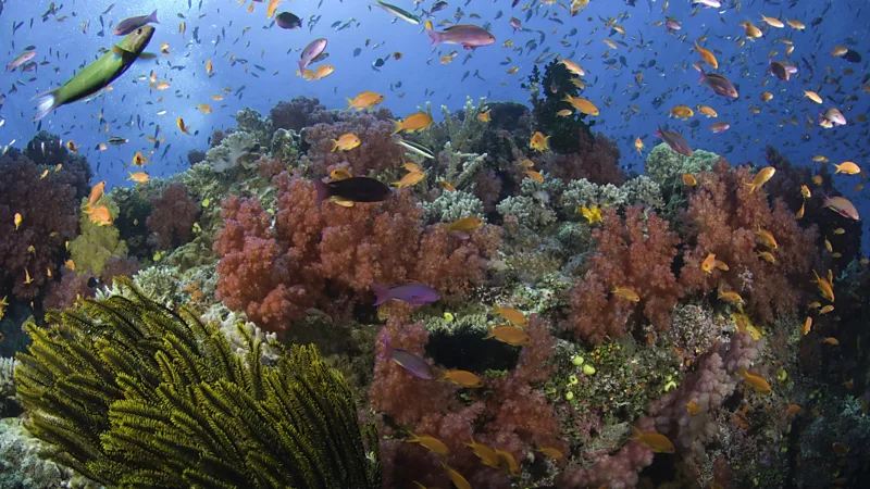 Fiji